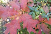 Quercus rubra
