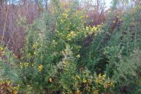 Ulex europaeus