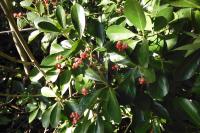 Euonymus japonicus