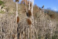Dipsacus fullonum