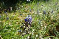 Muscari neglectum