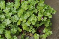Geranium lucidum