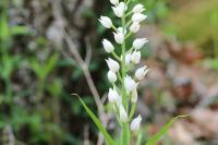 Cephalanthera longifolia