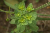Euphorbia helioscopia