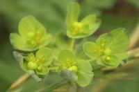 Euphorbia helioscopia