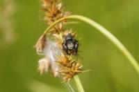 Carex otrubae