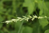 Elytrigia repens