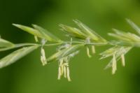 Elytrigia repens