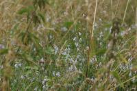 Linaria repens