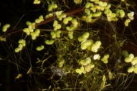 Lemna minuta