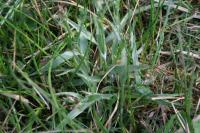 Luzula multiflora