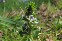 Veronica serpyllifolia