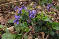 Viola odorata