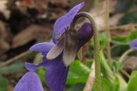 Viola odorata