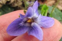 Viola odorata