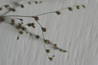 Juncus tenageia