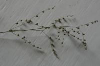 Juncus tenageia