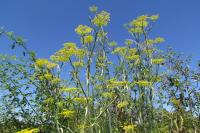 Foeniculum vulgare