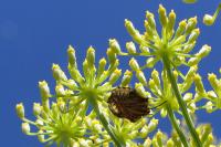 Foeniculum vulgare