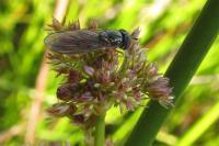 Juncus effusus