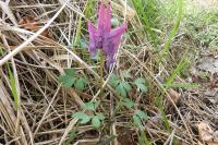 Corydalis solida