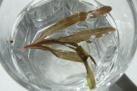 Potamogeton obtusifolius