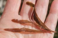 Potamogeton obtusifolius