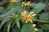 Lamium galeobdolon