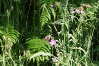 Silene dioica