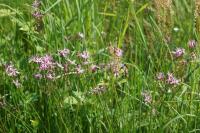 Lychnis flos-cuculi