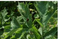 Heracleum sphondylium
