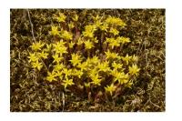 Sedum acre
