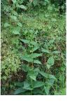 Scrophularia nodosa