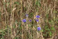 Cyanus segetum