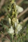 Linaria x sepium