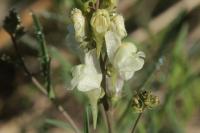 Linaria x sepium