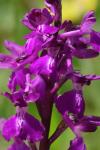 Anacamptis x alata