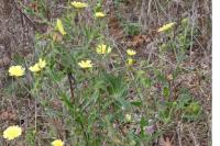 Andryala integrifolia