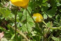 Ranunculus bulbosus