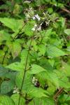 Circaea lutetiana