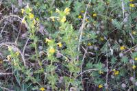 Bellardia viscosa