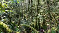Corylus avellana