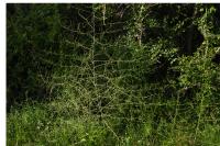 Asparagus officinalis