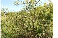 Rosa cinnamomea