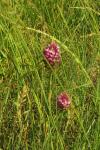 Anacamptis pyramidalis