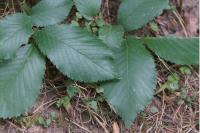 Ulmus laevis