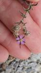 Spergularia rubra