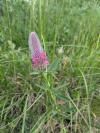 Trifolium rubens