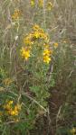 Hypericum perforatum