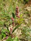 Persicaria lapathifolia